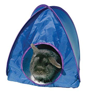 A rabbit inside a blue pop-up tent with purple trim.