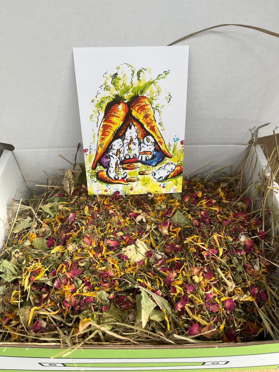 Forage Feast – Bunnies That Lunch