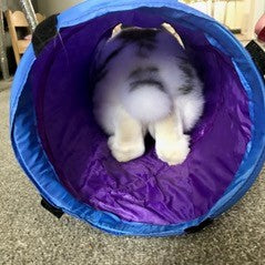 A blue tunnel showing a rabbit inside from behind.